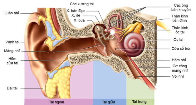 Tai giữa là một trong ba bộ phận cấu thành tai.