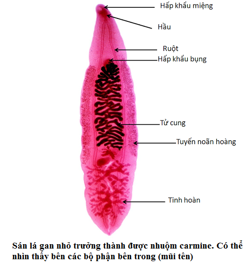 Hình thể sán lá gan nhỏ: Đặc điểm, chu kỳ và biện pháp phòng ngừa