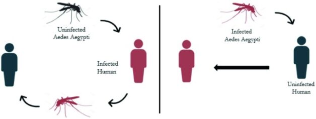 Khả năng gây bệnh của virus Dengue: Hiểu rõ và phòng ngừa hiệu quả