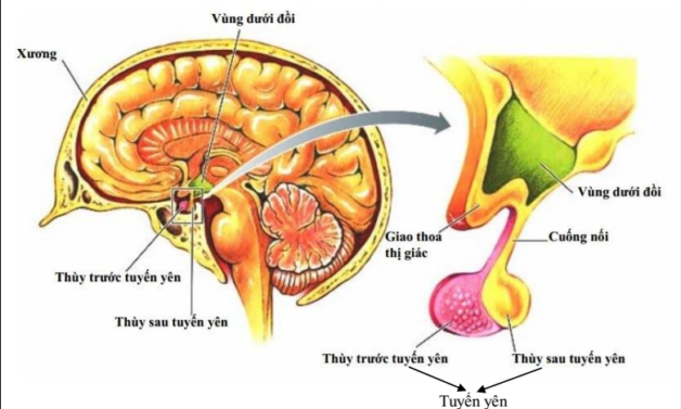 Giải Phẫu Tuyến Yên: Tìm Hiểu Chi Tiết Về Cấu Trúc Và Chức Năng