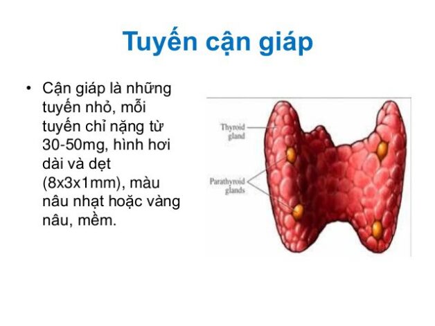 Ưu Năng Tuyến Giáp: Triệu Chứng, Nguyên Nhân Và Điều Trị Hiệu Quả