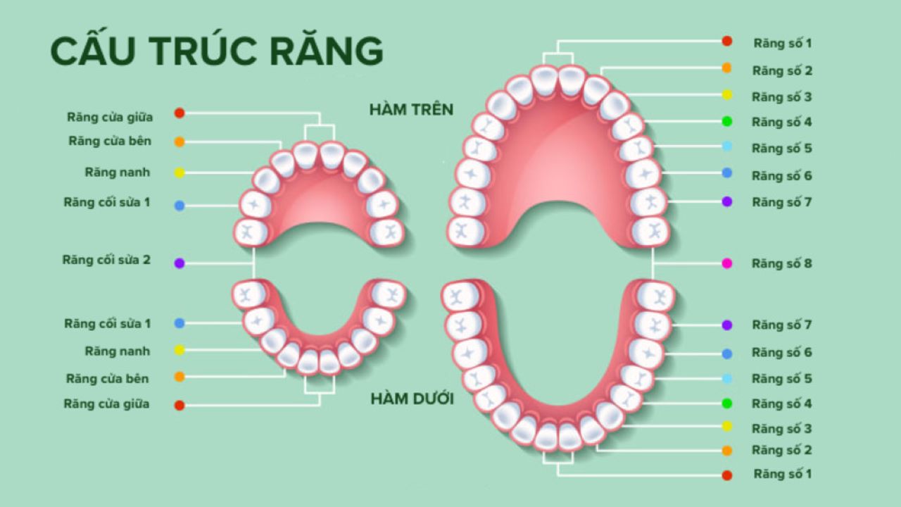 Số răng hàm dưới: Tìm hiểu chi tiết về cấu trúc và chức năng