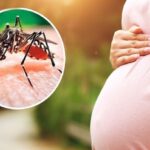 Các biện pháp phòng tránh sốt xuất huyết cho mẹ bầu