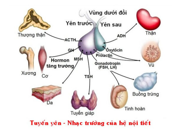 6. Phương pháp điều trị rối loạn tuyến yên