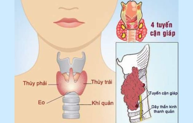 Eo tuyến giáp là gì? Khám phá vai trò và chức năng của eo tuyến giáp