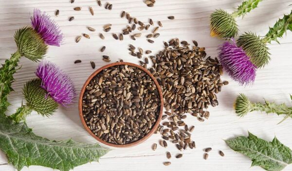 thuoc Milk thistle extract