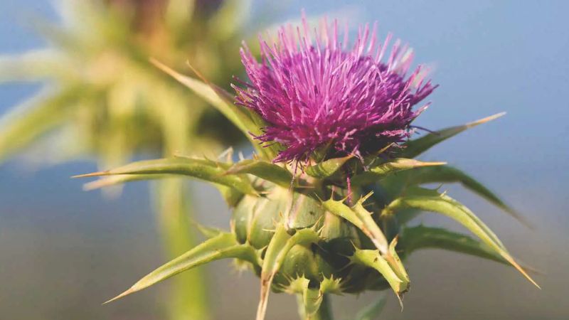 thuoc milk thistle 1