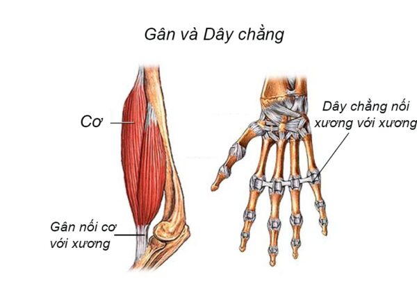 Collagen được tìm thấy chủ yếu ở da, xương, gân, dây chằng và mô liên kết.