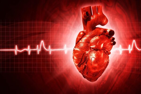 Kali đặc biệt quan trọng đối với tim, vì nó hỗ trợ điều chỉnh nhịp tim và ngăn ngừa các vấn đề như rối loạn nhịp.