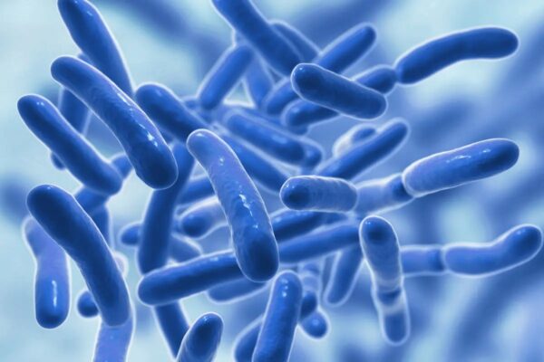 Probiotic là những vi sinh vật sống, chủ yếu là vi khuẩn hoặc nấm men, mang lại lợi ích cho sức khỏe.