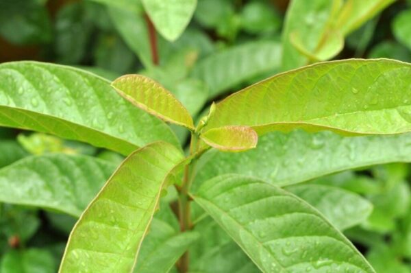 Với hương thơm đặc trưng và thành phần dinh dưỡng phong phú, lá ổi không chỉ là một loại lá cây thông thường mà còn mang lại nhiều lợi ích sức khỏe đáng kinh ngạc.