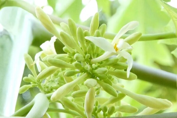 Hoa đu đủ đực nếu biết cách dùng có thể mang đến lợi ích đáng kể.