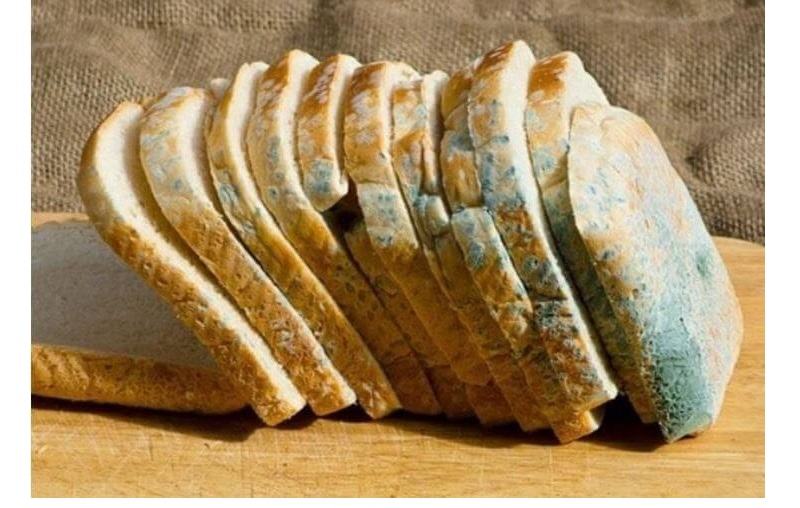 Độc tố sinh ra từ nấm Aspergillus, thường có trong lạc, ngô, gạo bị mốc cũng có thể là yếu tố gây ra ung thư gan